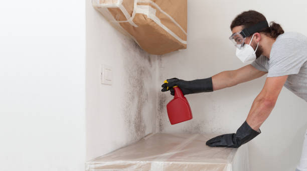 Professional Basement Mold Remediation technician working in Dorchester, MA