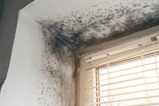 Affordable Basement Mold Remediation solutions in Dorchester, MA